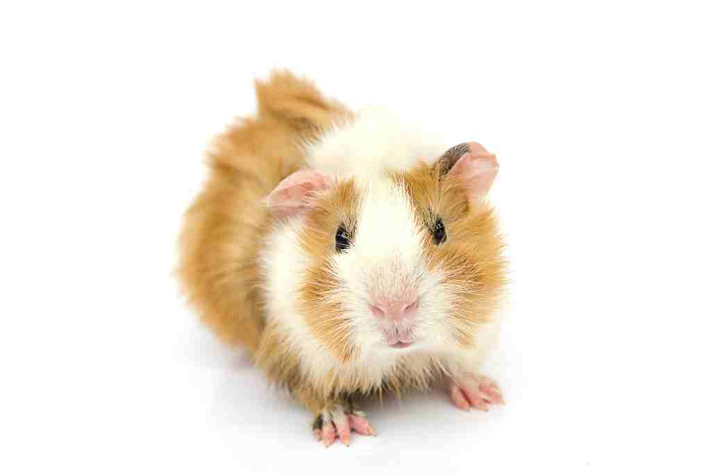why guinea pigs are suddenly scared