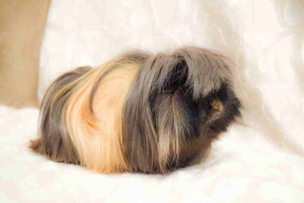 why does a guinea pig not let you touch its belly