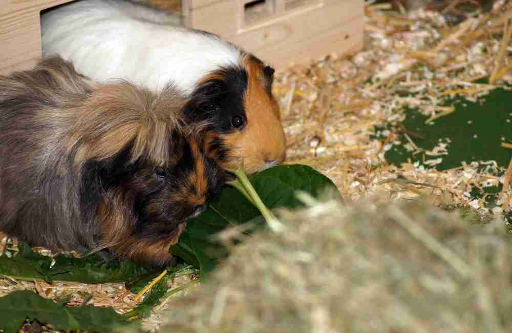 can guinea pigs eat leaves