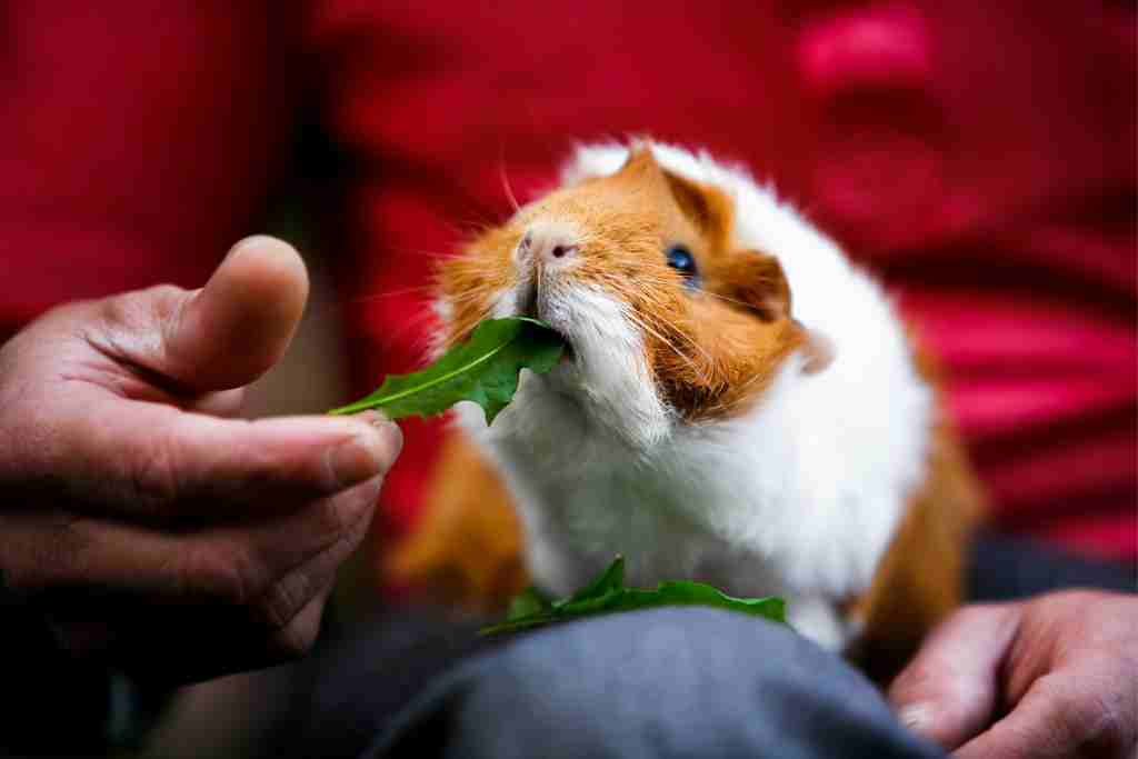 can guinea pigs eat leaves