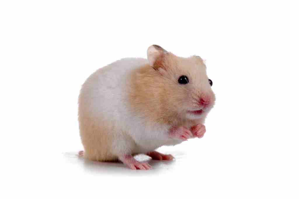 what should I do when my hamster is coughing