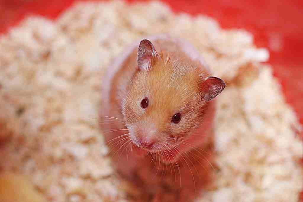what should I do when my hamster is coughing
