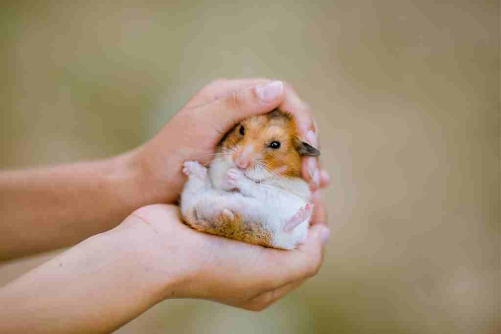 how much does hamster abscess treatment cost