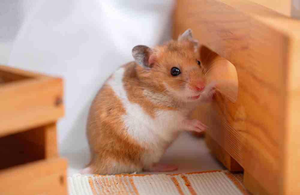 how big is a hamster's brain