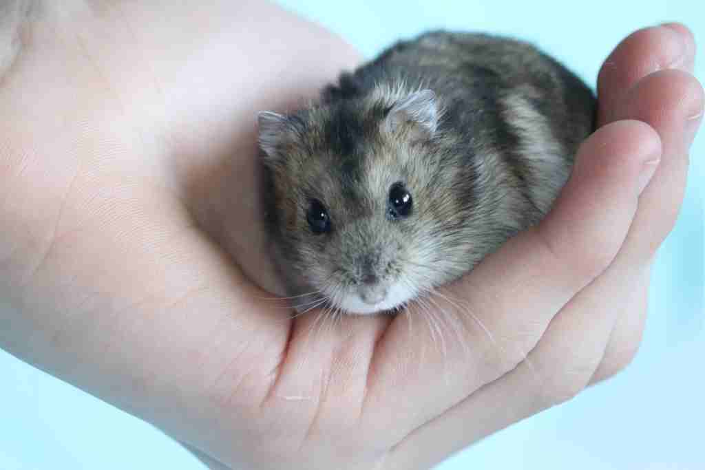 how big is a hamster's brain