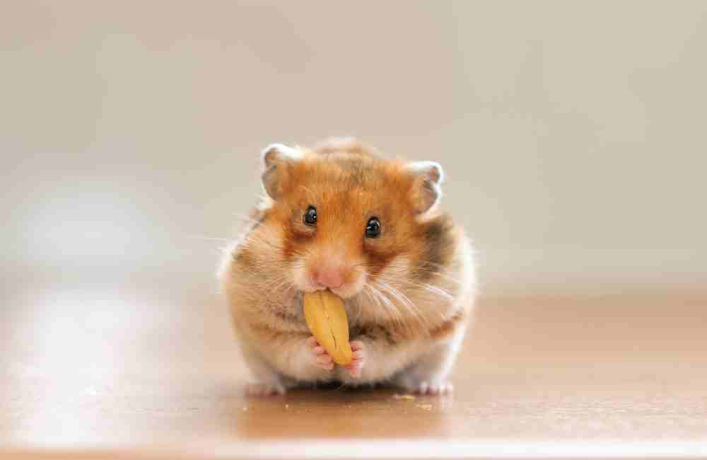 signs of hunger in hamsters