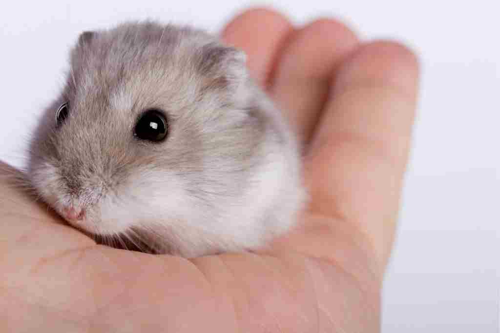 can hamsters become constipated