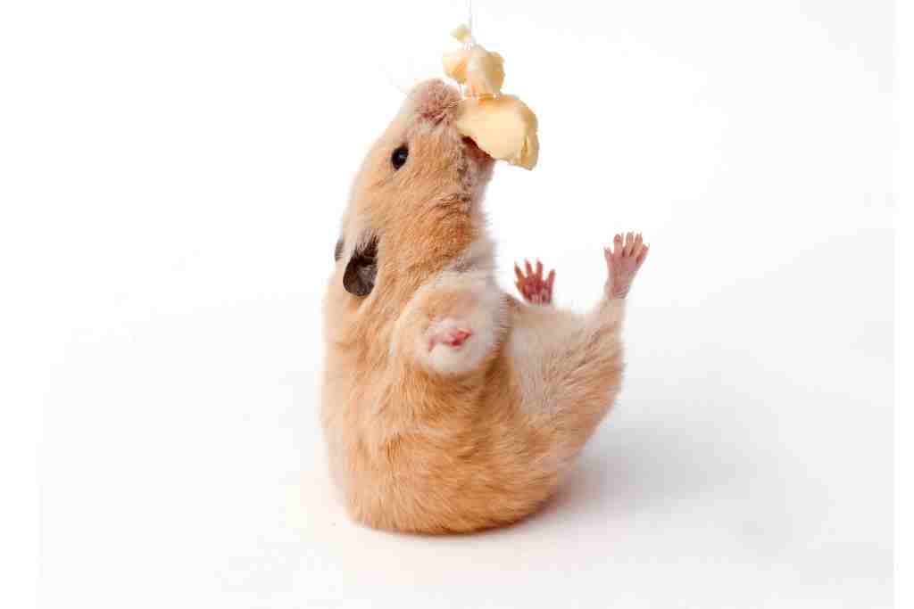 why do hamsters spit out their food