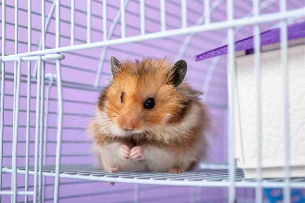 why do hamsters try to kill themselves