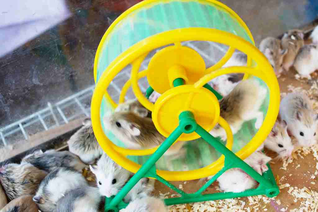 why is my hamster not using its wheel