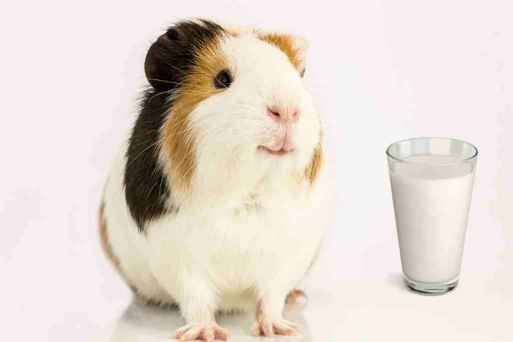 can guinea pigs drink milk