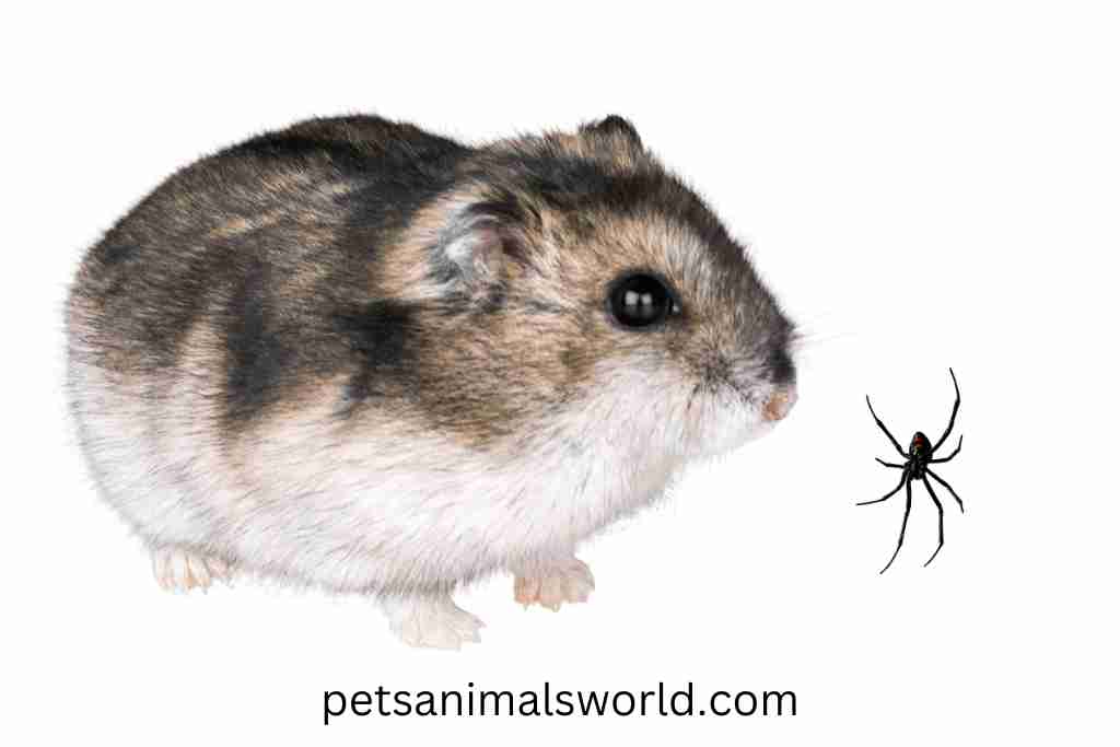 can spiders harm hamsters