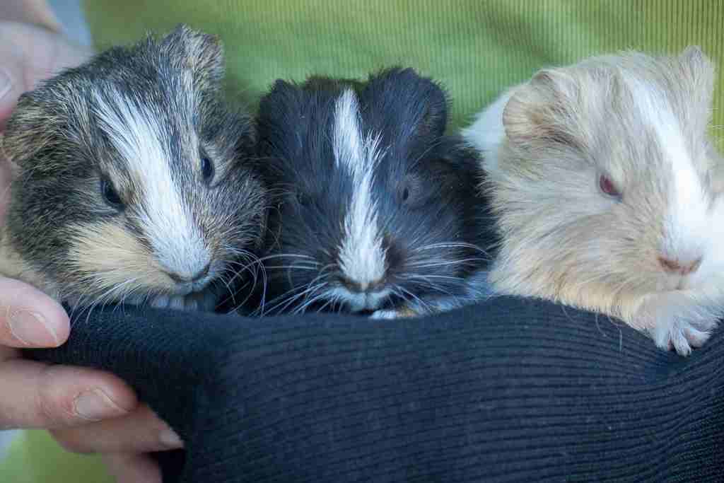 what smells do guinea pigs love or hate