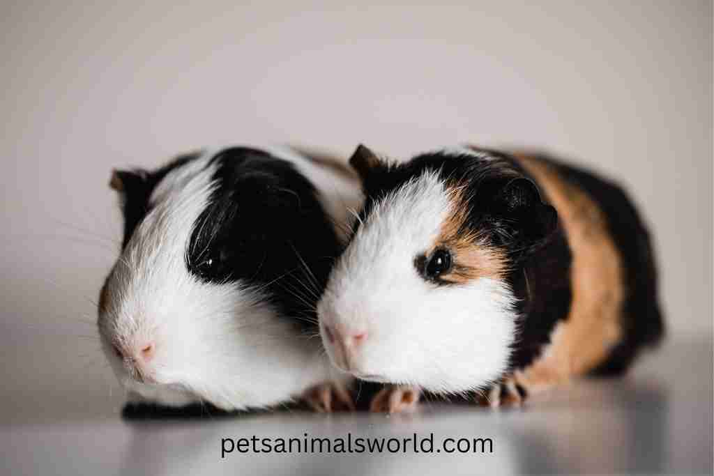 why do guinea pigs smell each others bottom