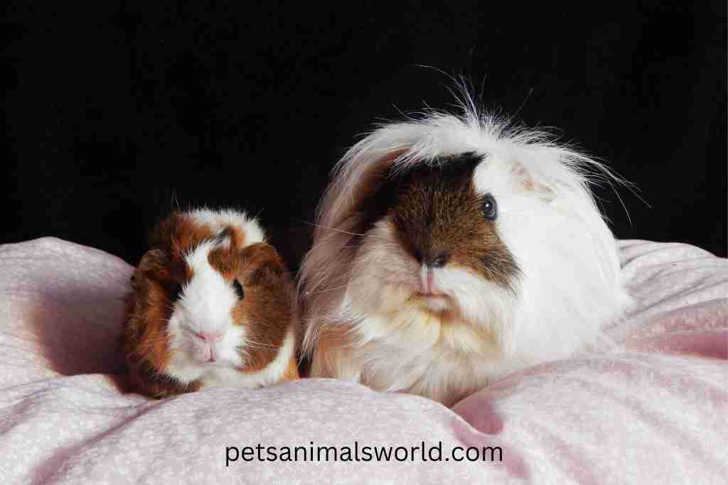 why do guinea pigs bite each other bums