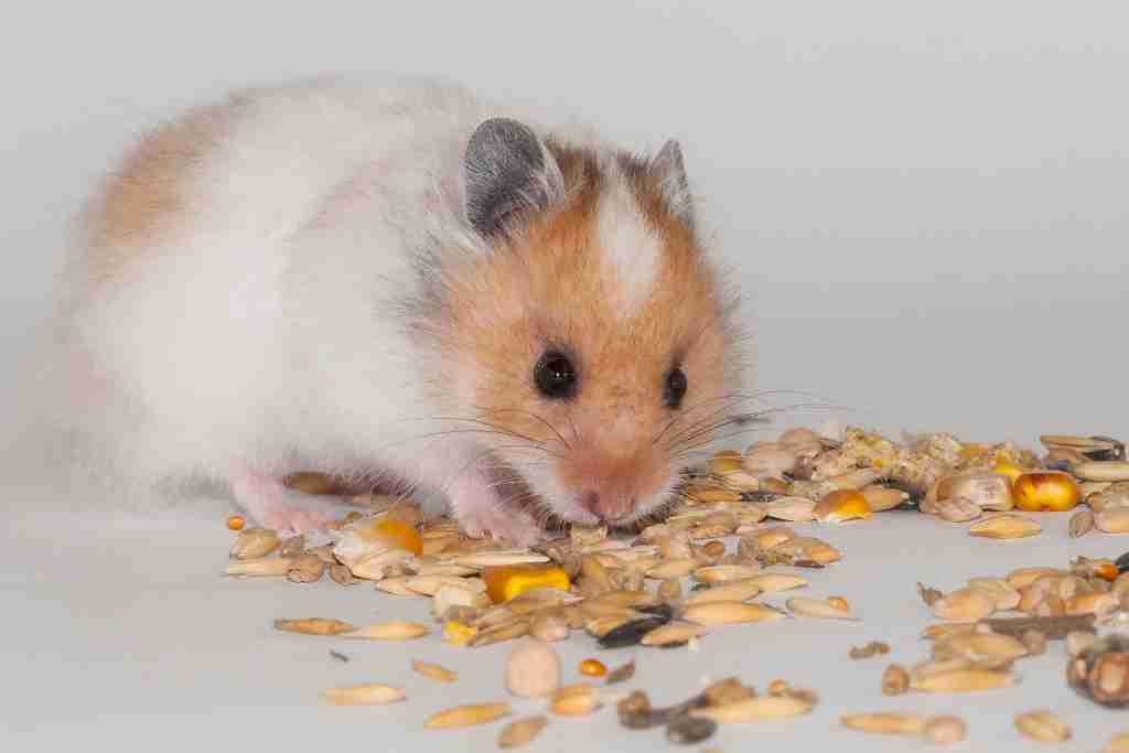 can hamsters sneeze to death
