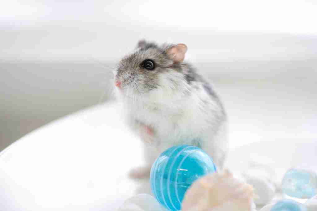 can hamsters sneeze to death