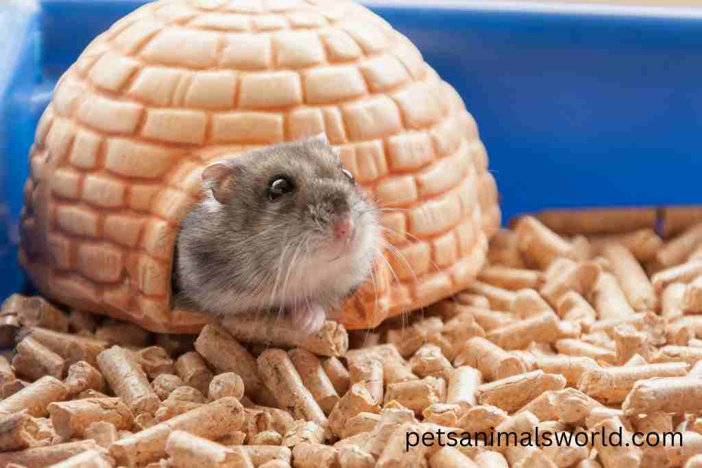is digging normal for hamsters