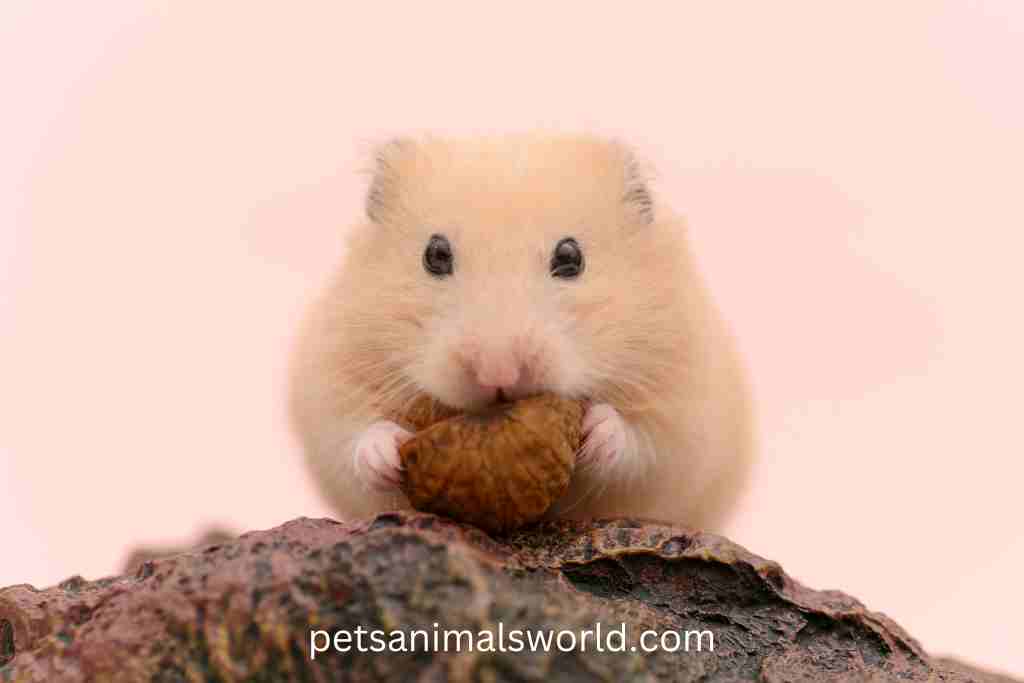 how to relieve stress in hamsters