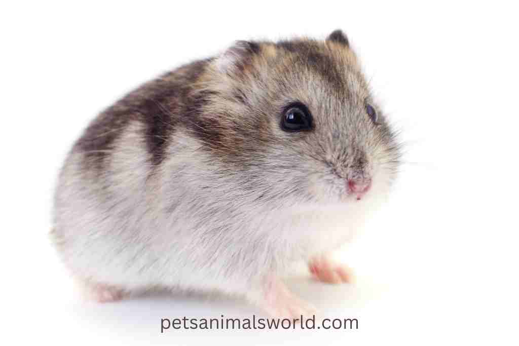 are hamsters in pain when they die