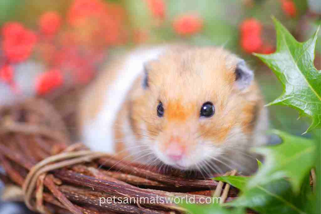How to treat your hamster ear infection at home