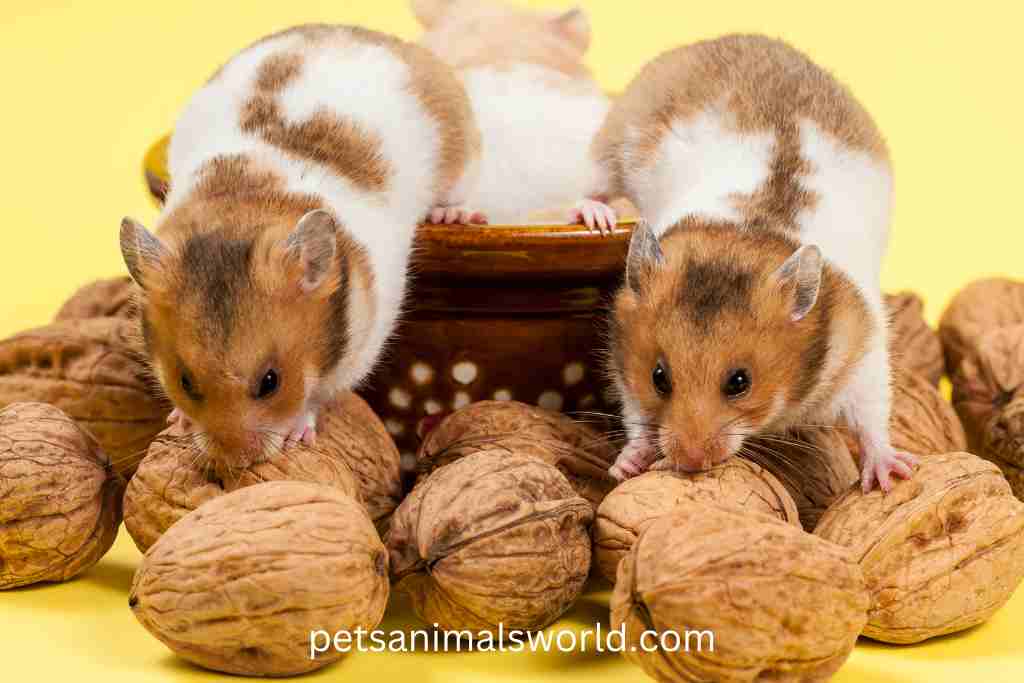 do hamsters know when another hamster dies