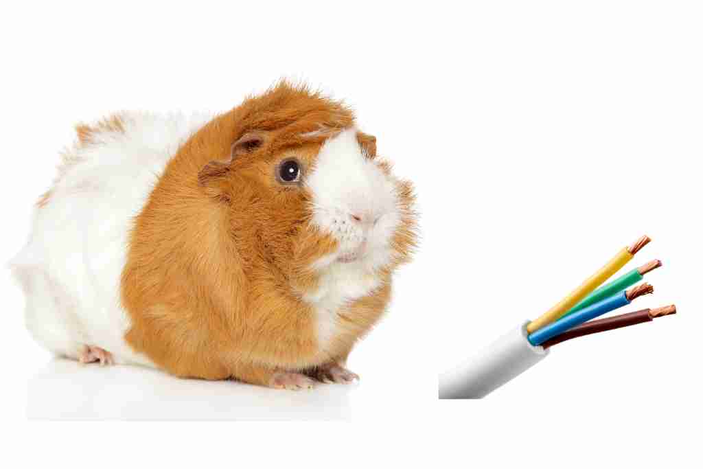 how to stop guinea pigs from chewing wires