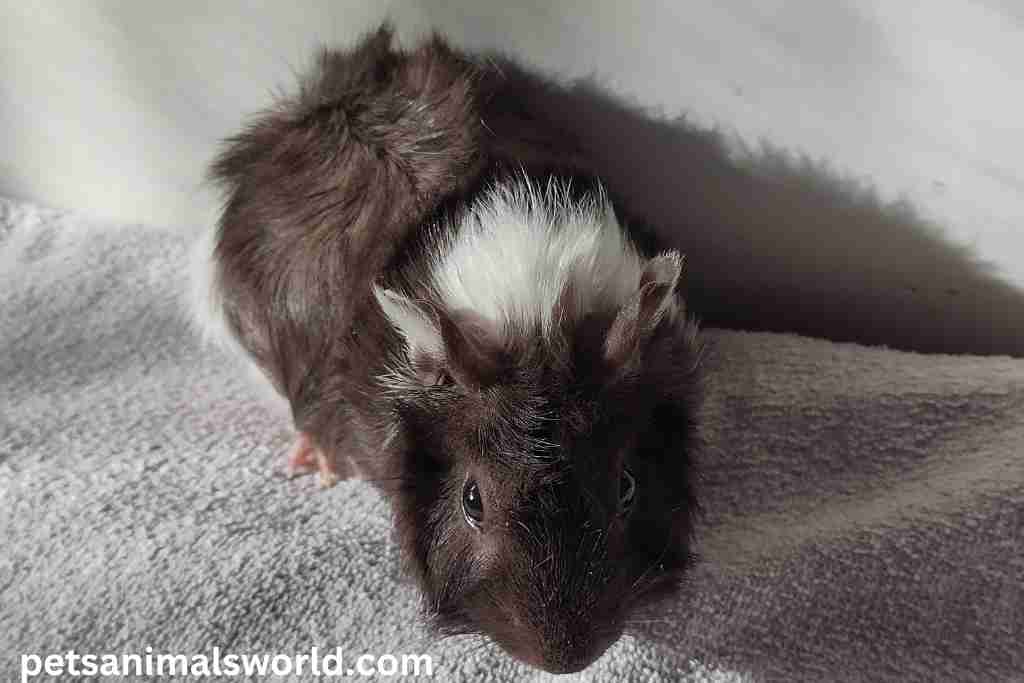 can guinea pigs change gender