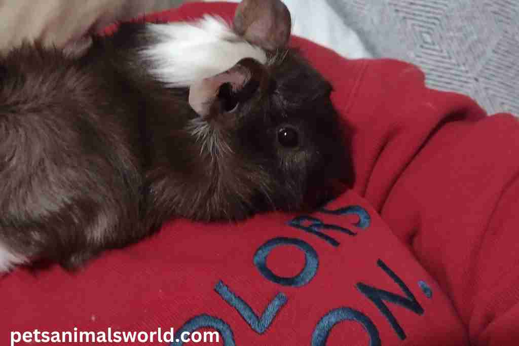 are guinea pigs good pets for seniors