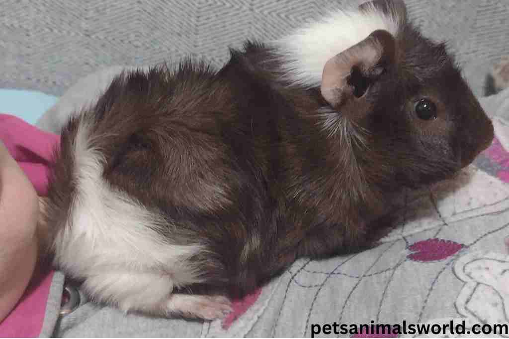 why do guinea pigs poop where they sleep