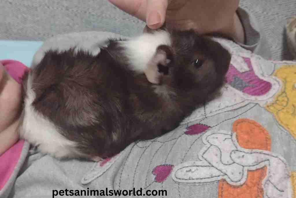 how to get rid of a dead guinea pig