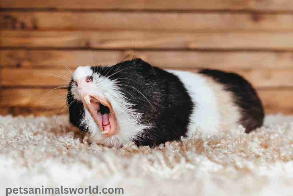 what to do if your guinea pig breaks a tooth