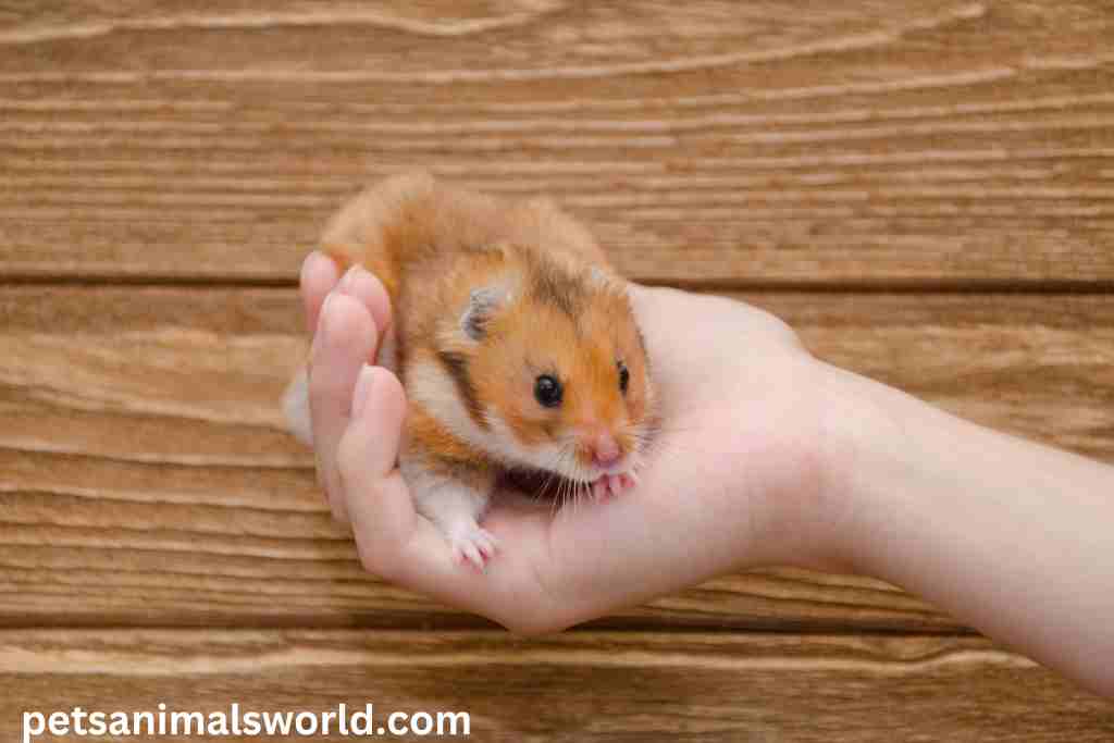 why do hamsters roll on their back
