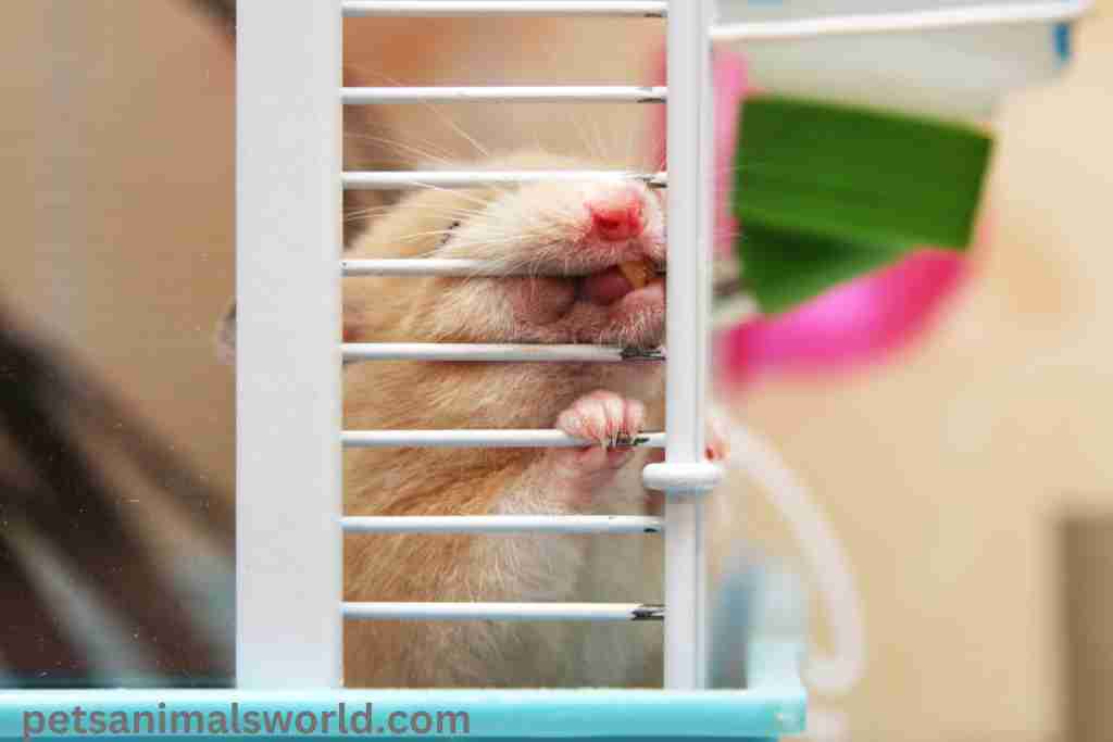 how to fix holes in hamster cages