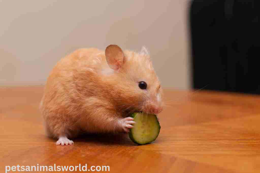 will hamsters starve if they don't like the food