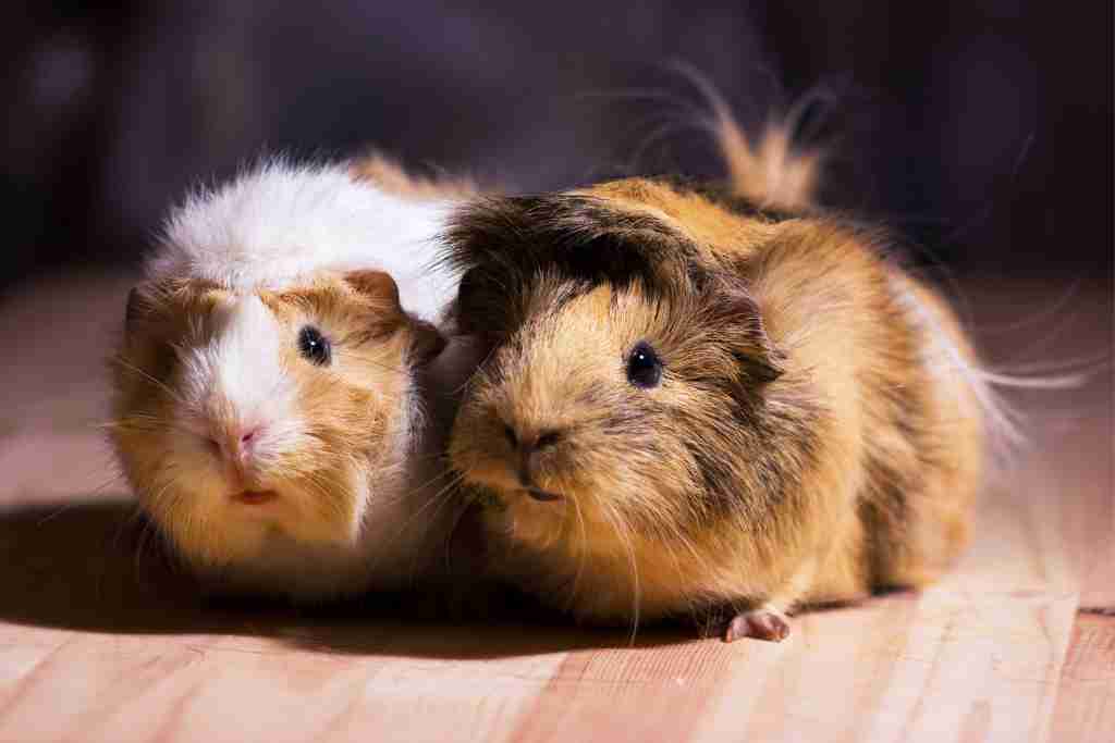 can you sleep with guinea pigs in your room