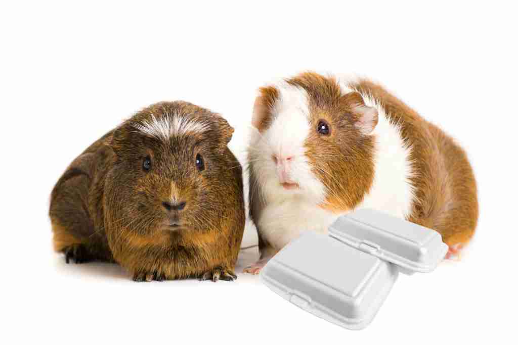 can guinea pigs eat styrofoam