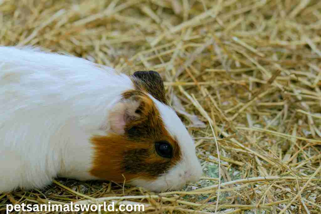 how often should i feed my guinea pigs