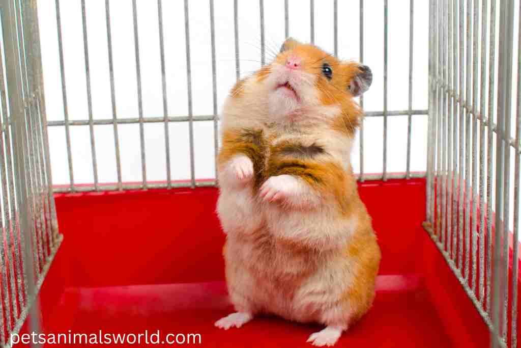 why do hamsters pee when they are scared