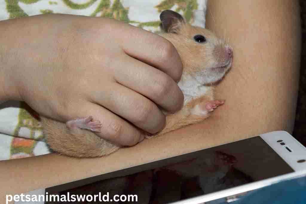 why do hamsters roll on their back