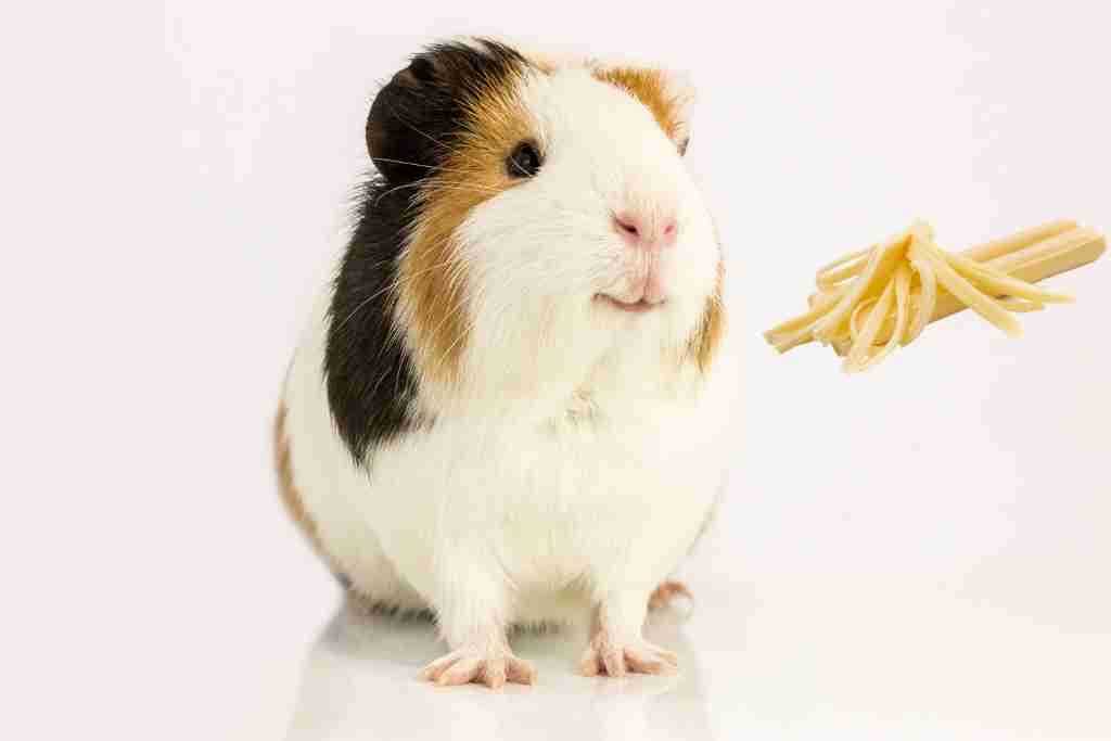 can my guinea pig eat string cheese