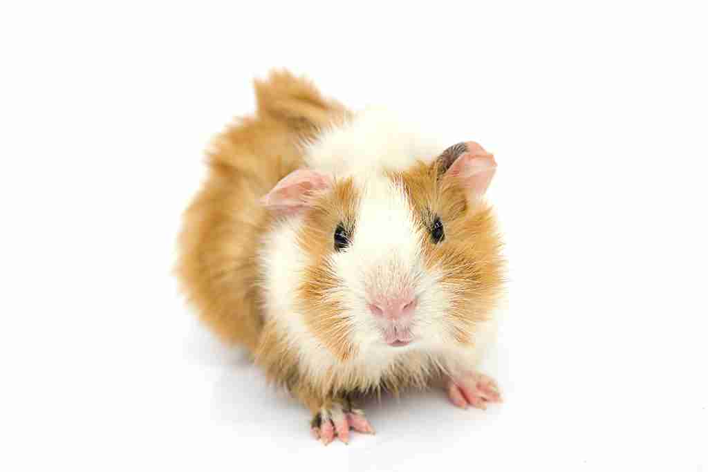 why do guinea pigs have a short lifespan