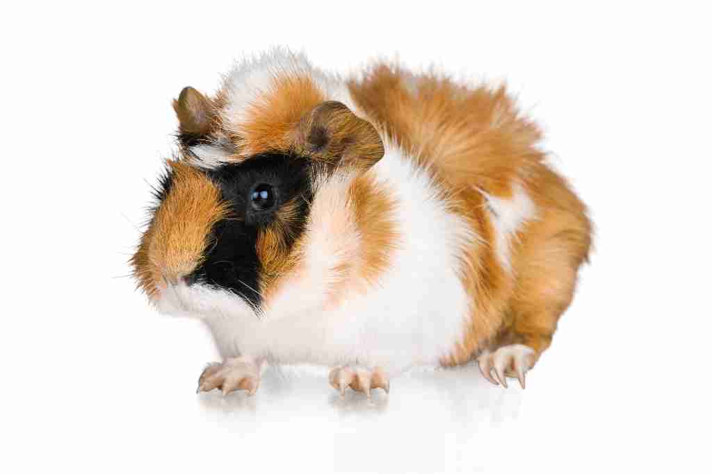 how to trim a guinea pig's nails without hurting them