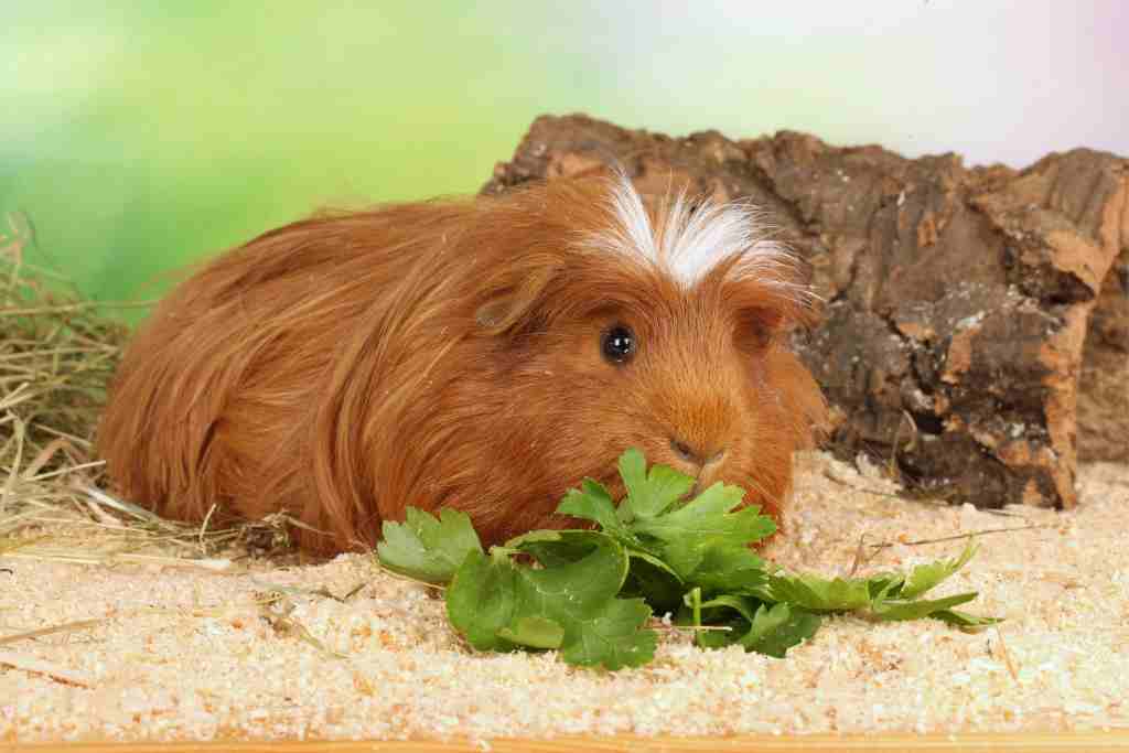 favorite foods for guinea pigs