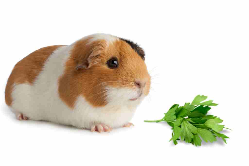 favorite foods for guinea pigs 