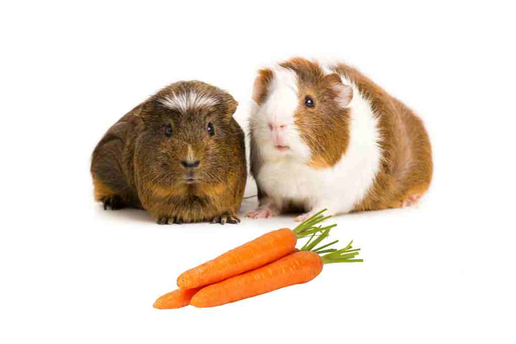 favorite foods for guinea pigs 