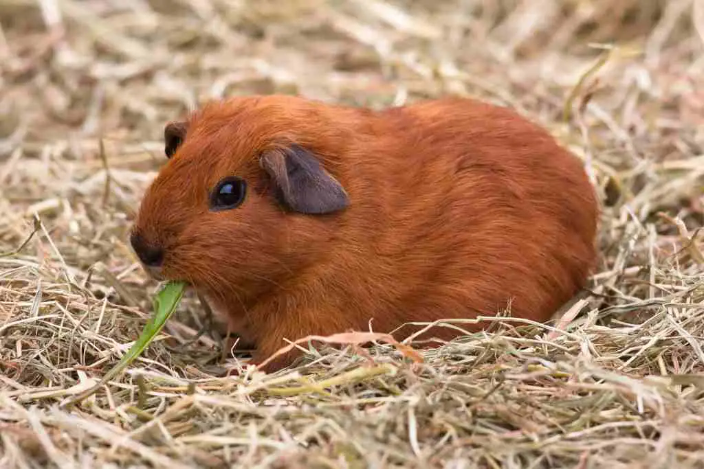 should you leave food out for your guinea pigs