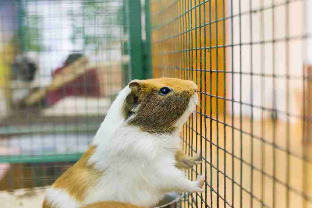 why do guinea pigs stop squeaking