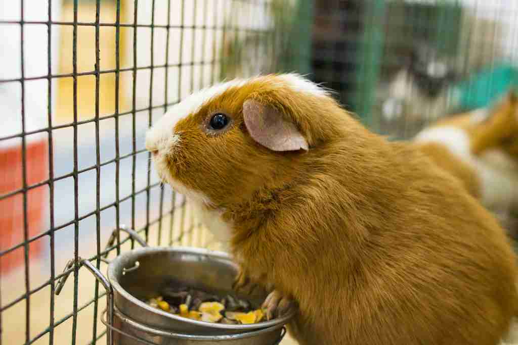 can guinea pigs have straw in their cage