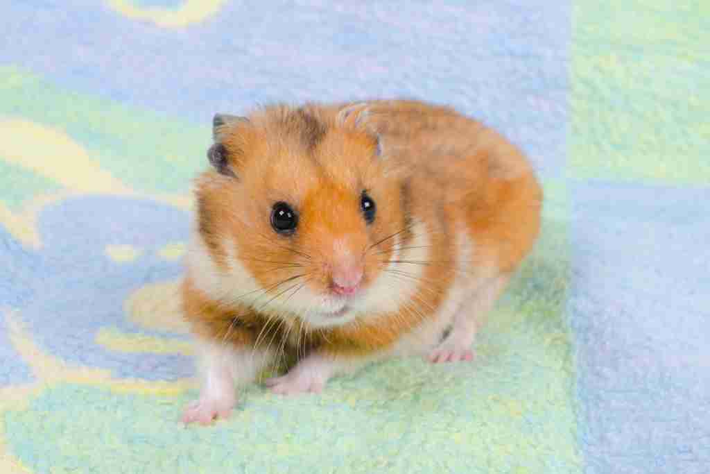 can bathing kill my hamster